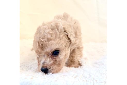 成約済の東京都のミックス犬-134959の8枚目