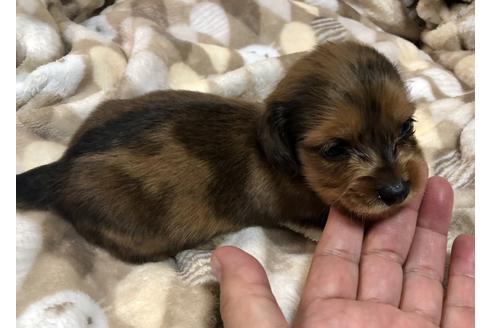 成約済の青森県のカニンヘンダックスフンド(ロングヘアード)-138980の5枚目