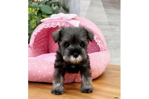 成約済の大阪府のミニチュアシュナウザー-138986の2枚目