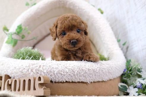 成約済の滋賀県のトイプードル-138995の1枚目