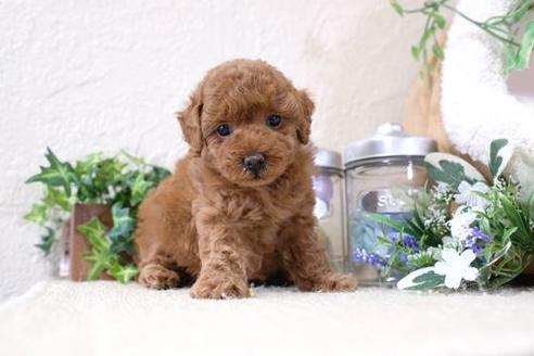 成約済の滋賀県のトイプードル-138995の3枚目