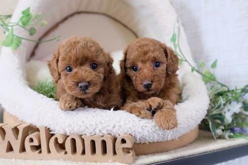 成約済の滋賀県のトイプードル-138995の2枚目