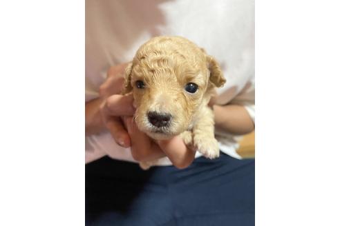 成約済の広島県のタイニープードル-138031の10枚目