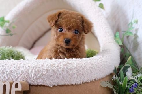 成約済の滋賀県のトイプードル-137156の1枚目