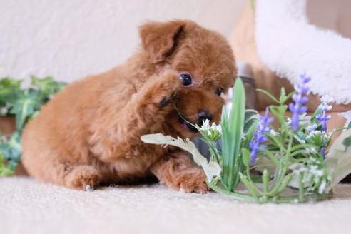 成約済の滋賀県のトイプードル-137156の5枚目