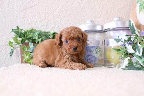 成約済の滋賀県のトイプードル-137156の3枚目