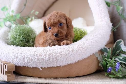 成約済の滋賀県のトイプードル-137156の2枚目