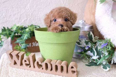 成約済の滋賀県のトイプードル-137159の1枚目