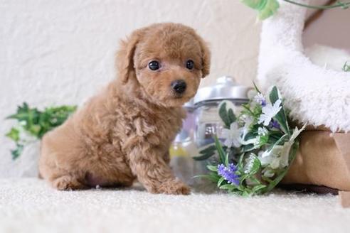 成約済の滋賀県のトイプードル-137159の5枚目