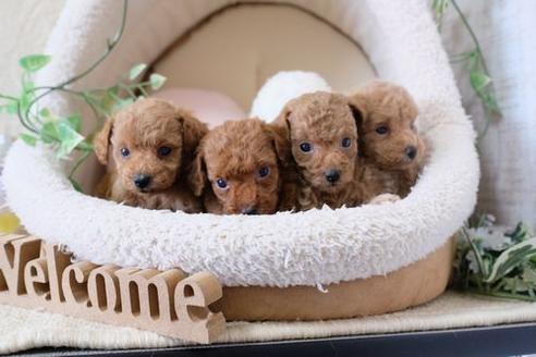 成約済の滋賀県のトイプードル-137159の4枚目