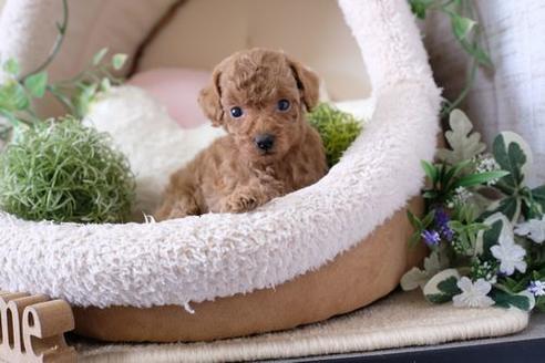 成約済の滋賀県のトイプードル-137159の3枚目