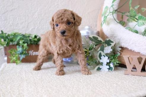 成約済の滋賀県のトイプードル-137159の2枚目