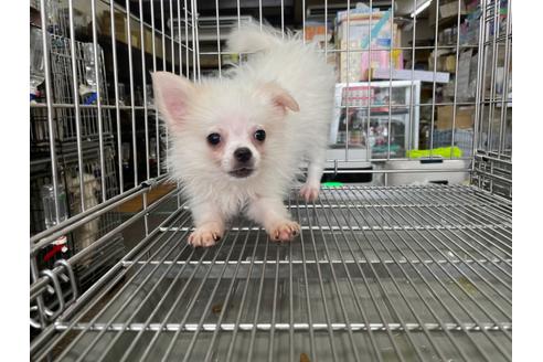 成約済の愛媛県のミックス犬-135000