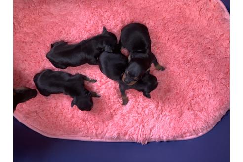 千葉県のトイマンチェスターテリア 女の子 21 06 12生まれ 希少犬のトイマン子犬です 子犬id 1321 ブリーダーナビ 千葉県のトイマンチェスターテリア 女の子 21 06 12生まれ 希少犬のトイマン子犬です 子犬id 1321 ブリーダーナビ