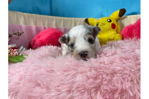 成約済の愛知県のシェットランドシープドッグ(シェルティ)-138030の5枚目