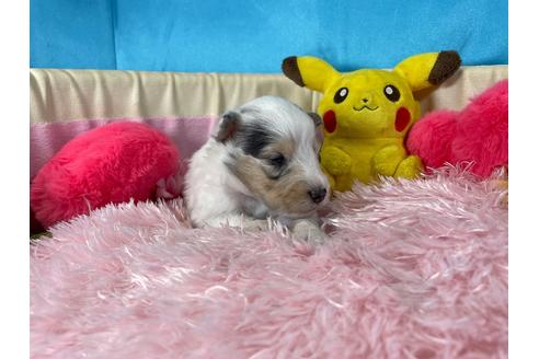 成約済の愛知県のシェットランドシープドッグ(シェルティ)-138030の4枚目