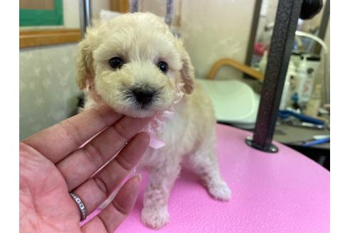 成約済の山梨県のタイニープードル-134328の2枚目