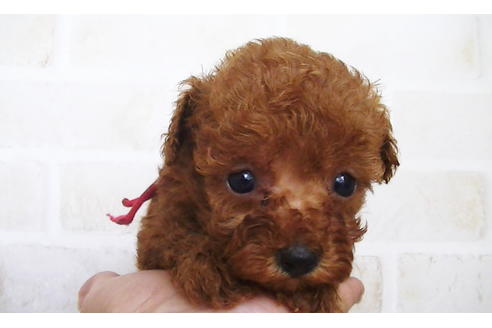 成約済の福岡県のティーカッププードル-134990の4枚目