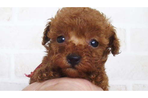 成約済の福岡県のティーカッププードル-134990の3枚目