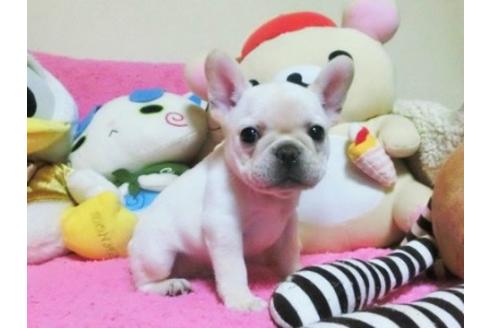 成約済の群馬県のフレンチブルドッグ-138310の1枚目