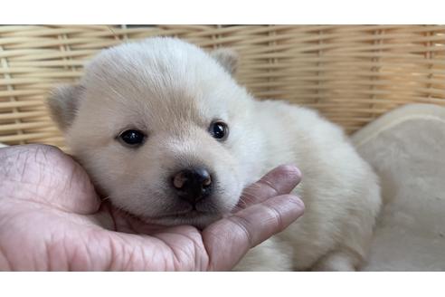 成約済の秋田県の豆柴-139114の1枚目