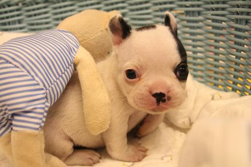 成約済の愛知県のフレンチブルドッグ-136394の18枚目