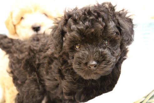 成約済の愛知県のトイプードル-133751の8枚目