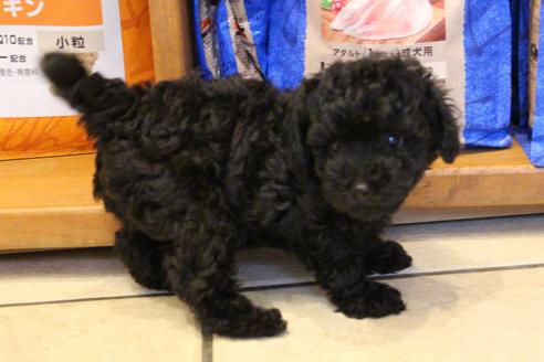 成約済の愛知県のトイプードル-133751の7枚目