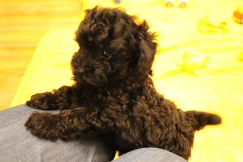 成約済の愛知県のトイプードル-133751の6枚目