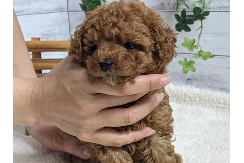 成約済の静岡県のトイプードル-139176の1枚目