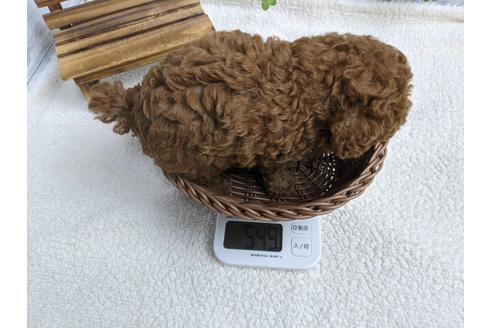 成約済の静岡県のトイプードル-139176の3枚目