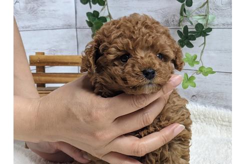 成約済の静岡県のトイプードル-139176の2枚目