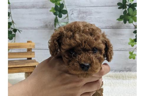 成約済の静岡県のトイプードル-136262
