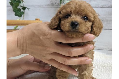成約済の静岡県のトイプードル-136275の1枚目