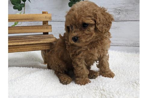 成約済の静岡県のトイプードル-136275の6枚目