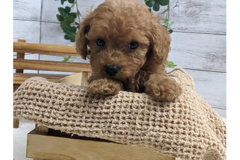 成約済の静岡県のトイプードル-136275の5枚目