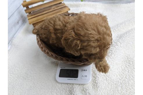 成約済の静岡県のトイプードル-136275の4枚目