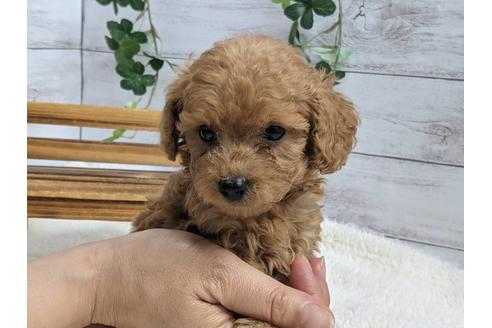 成約済の静岡県のトイプードル-136275の3枚目