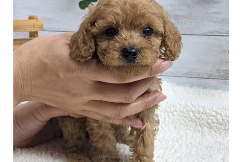 成約済の静岡県のトイプードル-136275の2枚目