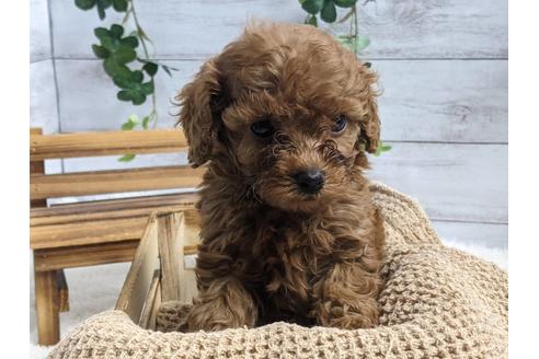 成約済の静岡県のトイプードル-136276の1枚目