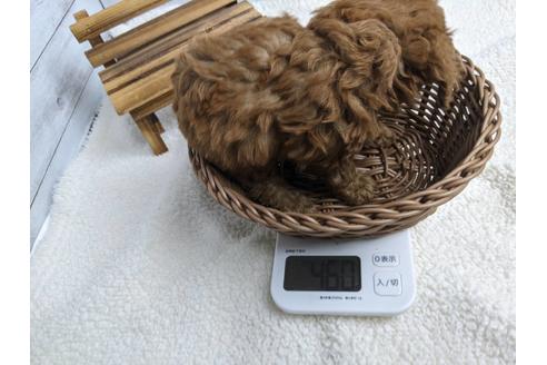成約済の静岡県のトイプードル-136276の2枚目