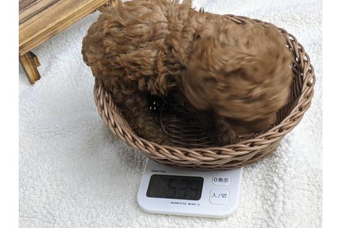 成約済の静岡県のトイプードル-136277の3枚目