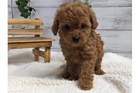 成約済の静岡県のトイプードル-136277の2枚目