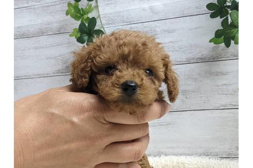 成約済の静岡県のトイプードル-136283の1枚目