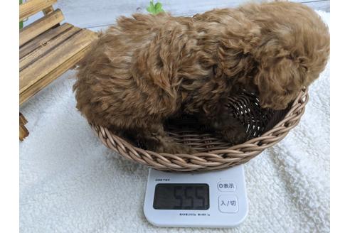 成約済の静岡県のトイプードル-136283の2枚目