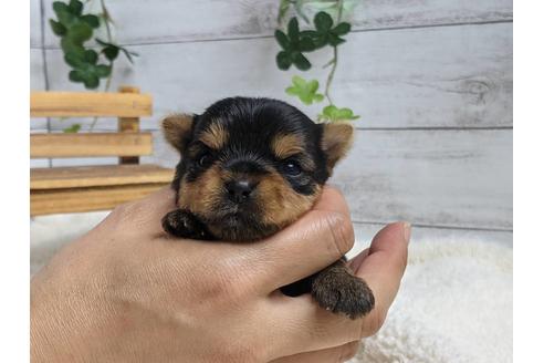成約済の静岡県のヨークシャーテリア-139186の4枚目