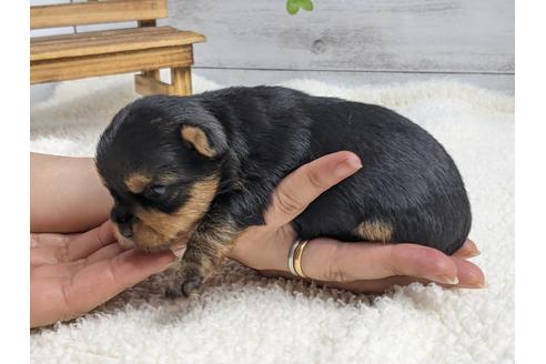 成約済の静岡県のヨークシャーテリア-139186の3枚目