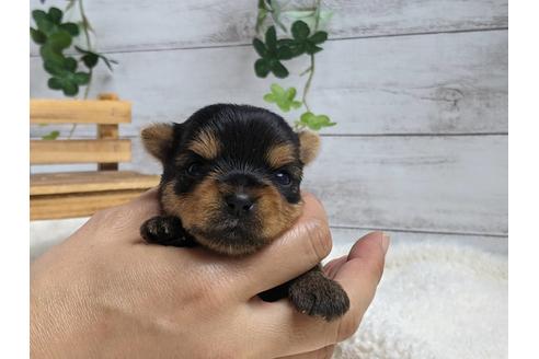 成約済の静岡県のヨークシャーテリア-139186の2枚目