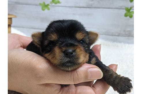 成約済の静岡県のヨークシャーテリア-139187の4枚目