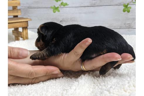 成約済の静岡県のヨークシャーテリア-139187の3枚目